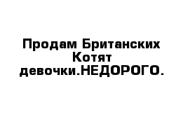 Продам Британских Котят девочки.НЕДОРОГО.